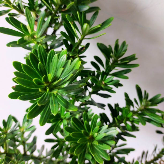 Paket Bibit Bonsai Lohansung Cincuan Ori/ Tanaman Lohansung Cincuan