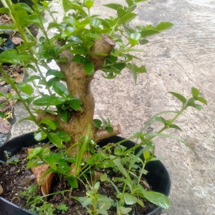 bahan bonsai sancang dongkelan berkarakter