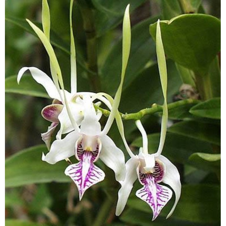 Dendrobium stratiotes