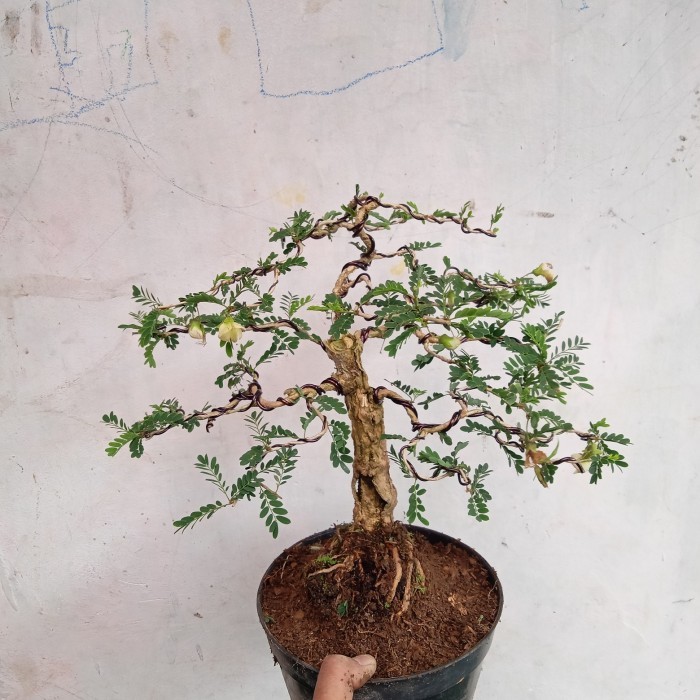 bonsai asraf asem saraf