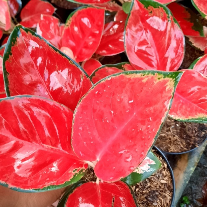 Aglonema Murah (Suksom jaipong)