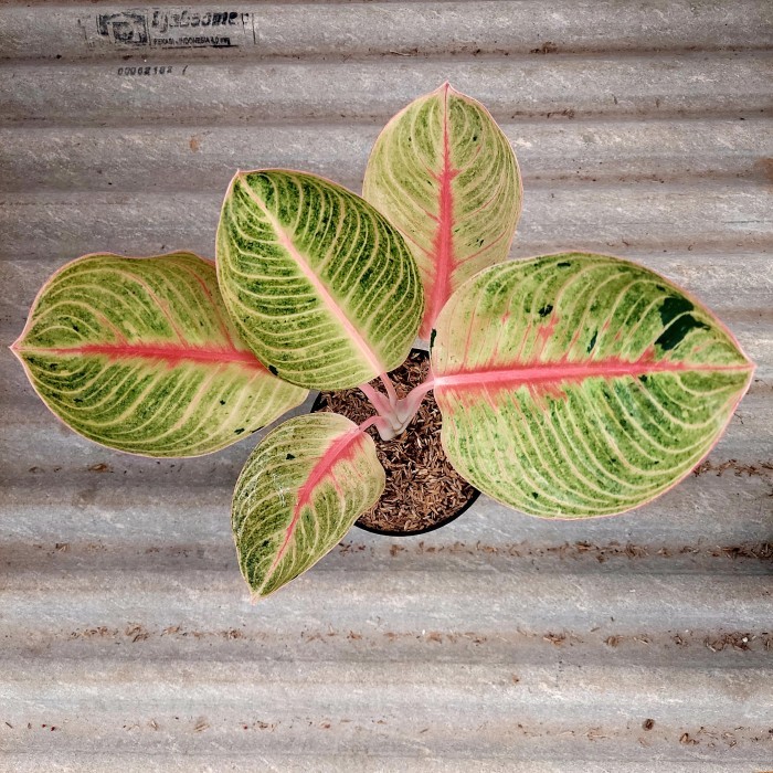 Aglonema Goliath