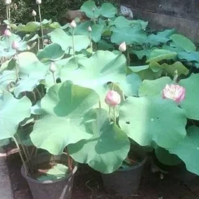 tanaman air lotus/ bunga lotus