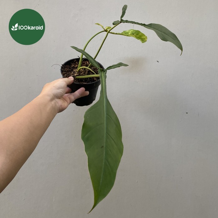 Tanaman Hias Philodendron Joepii / Philo Joepii