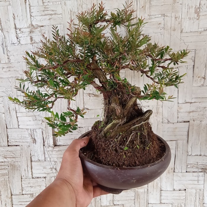 bonsai jadi cendrawasih unik