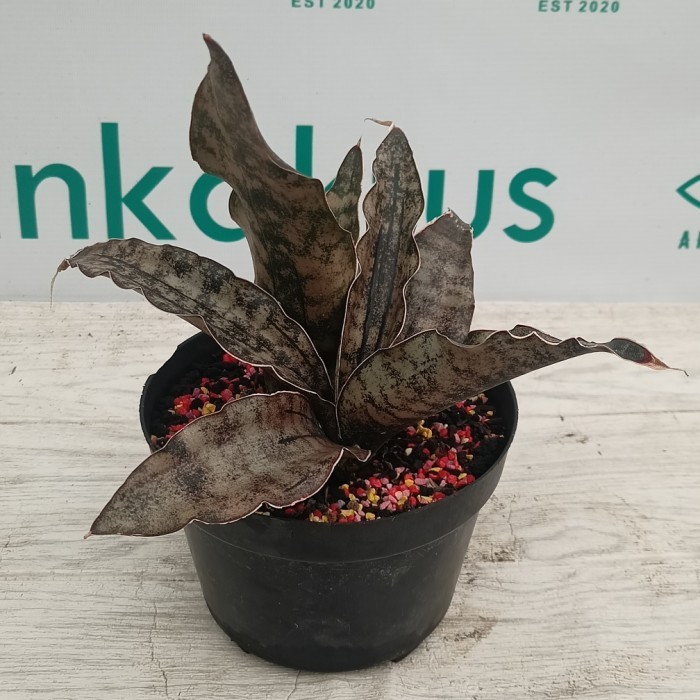 Sansevieria kirkii rimbun