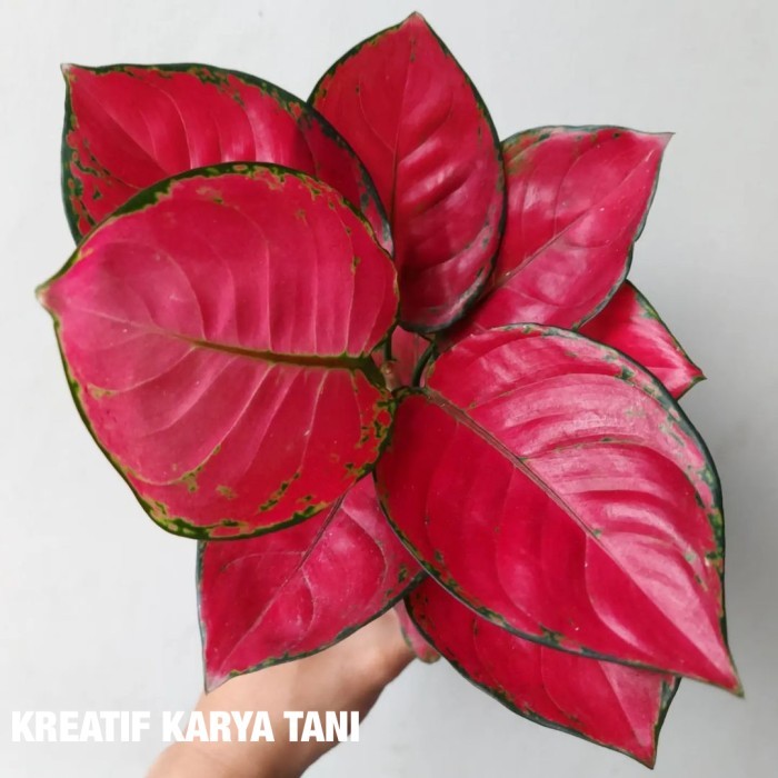Tanaman hias Aglonema Red Anjamani - Red Anjamani Aglonema