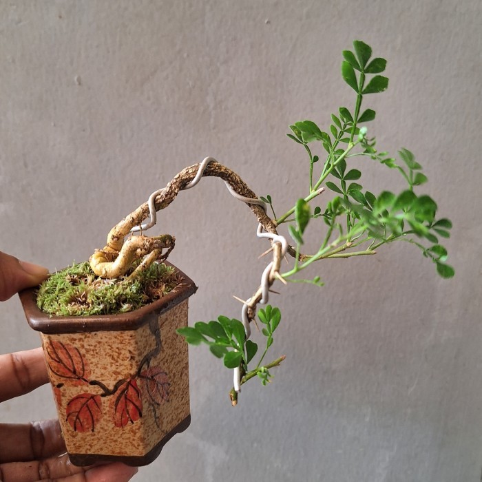 Bonsai Shito Kawista + Pot Keramik