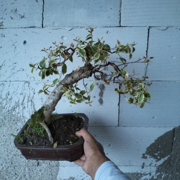 bonsai dewandaru varigata langka