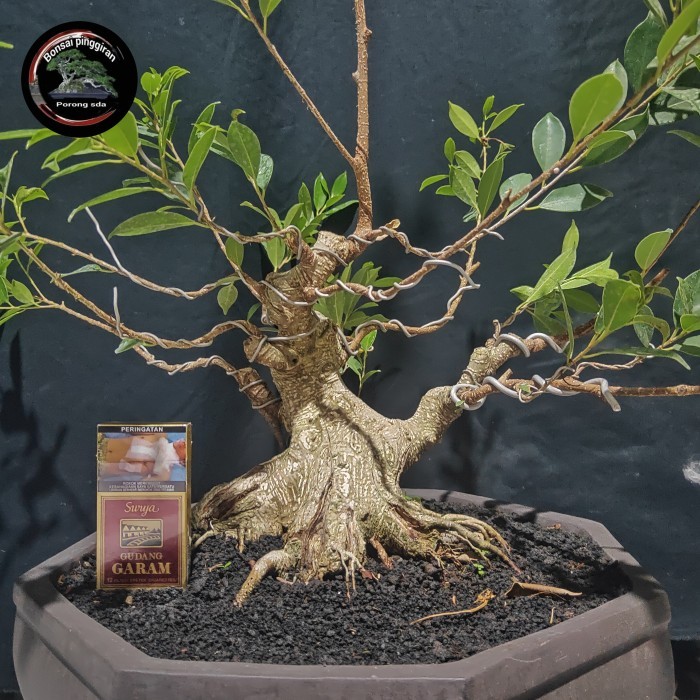 Bonsai Kimeng Prokar Medium