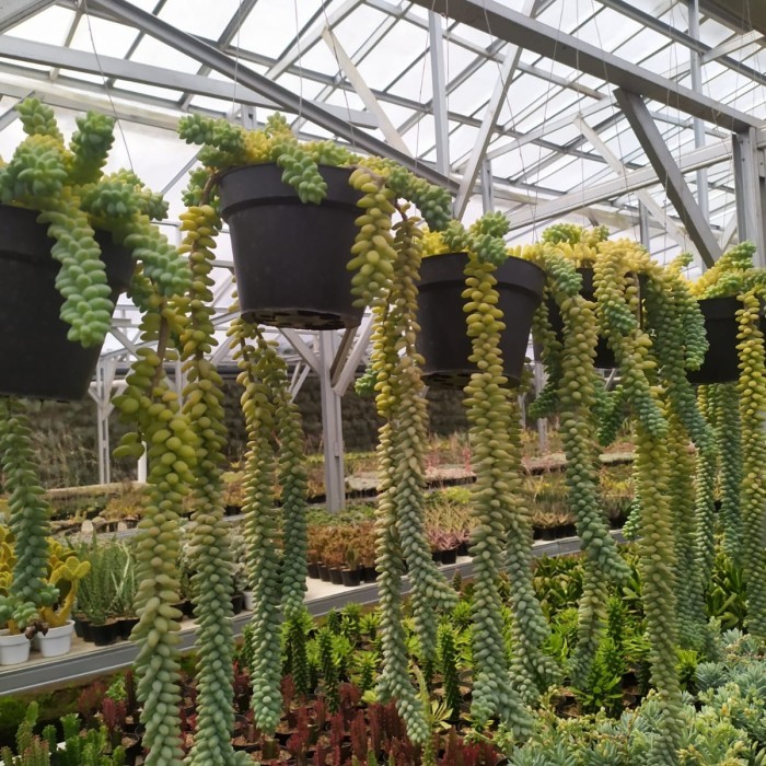 Tanaman hias Sukulen Air Mata Ibu Rimbun banget tanaman gantung