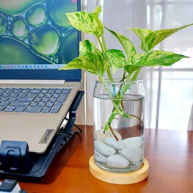 VAS KACA BENING TABUNG / POT KACA TANAMAN AIR HIDROPONIK AESTHETIC