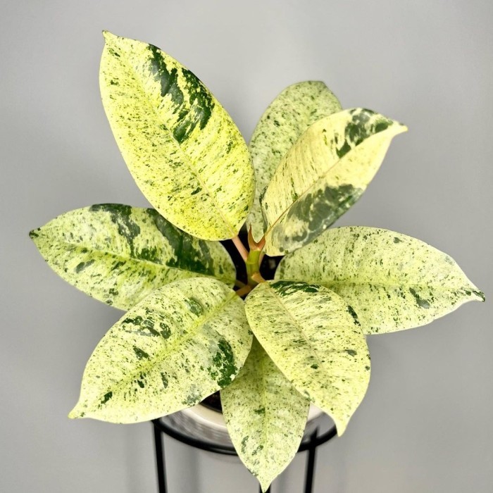 Karet kebo mint - Ficus elastica shivereana moonshine - Rubber plant