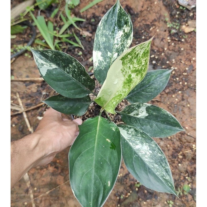 aglonema siam jade varigata - aglaonema siam jade variegata - siamjade