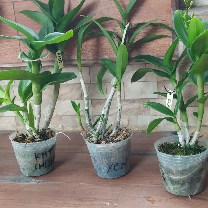 Anggrek Dendrobium Dewasa ID Campur