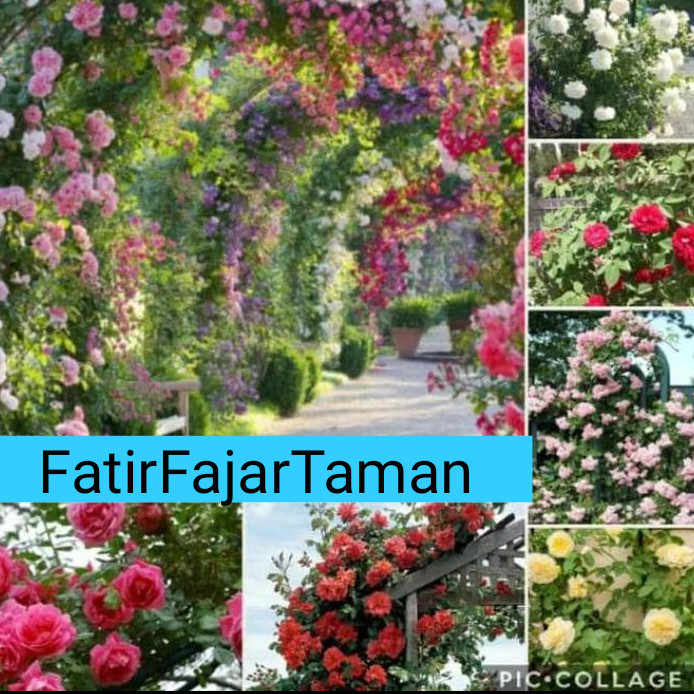 Paket 6 bibit tanaman mawar merambat //Climbing rose