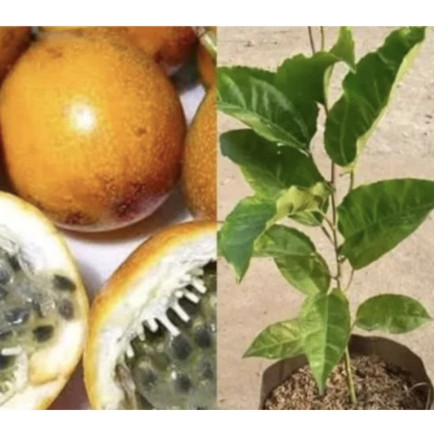 Bibit Tanaman Buah Markisa Manis - Pohon Buah Markisa // sudah berbuah