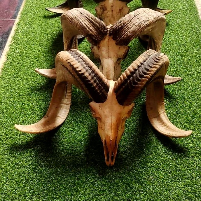 Jual Hiasan/Pajangan/Tanduk asli domba garut