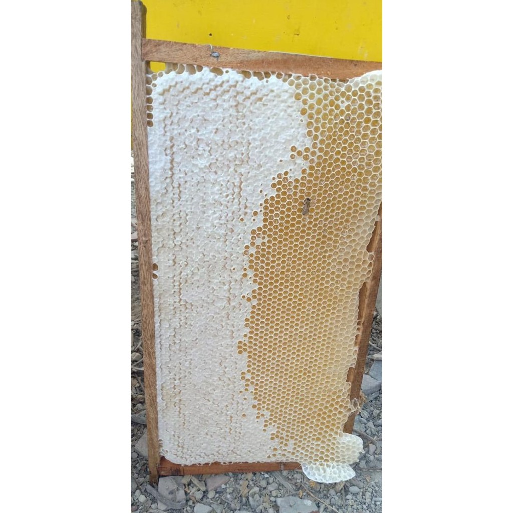 

Madu sarang melifera 500 gr harga resseler [terbaik]