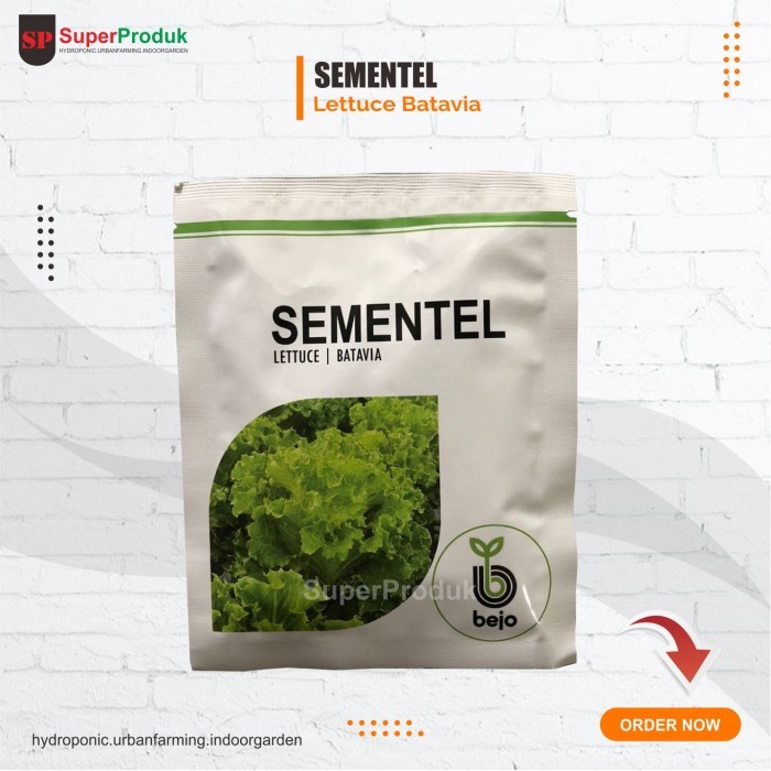 TERBARU Benih Bejo Sementel Lettuce Batavia Selada keriting isi 1000pills