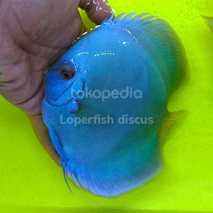 

BLUE- DISCUS BLUE DIAMOND