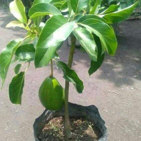 

alpukat aligator berbuah COD