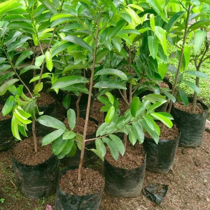 

pohon sirsak madu siap berbuah 1 meter COD