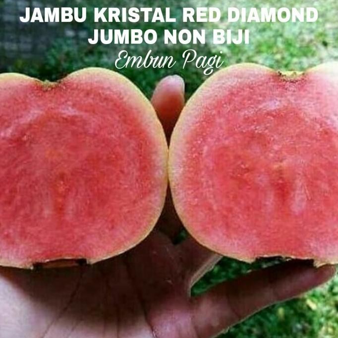 

Jambu Biji Kristal Merah Non Biji Jumbo COD