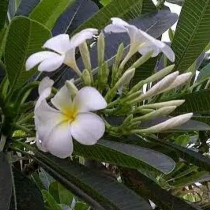 

Kamboja Bali Putih Salju Tinggi 1 meter sudah berakar / Kamboja Bali COD