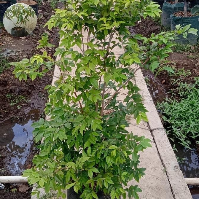 

anggur pohon preco original batang kokoh tinggi 130 cm dan rimbun siap berbunga dan berbuah COD