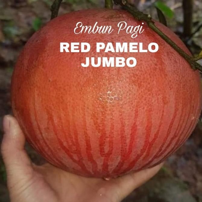 

Bibit Buah Jeruk Red Pamelo Jumbo New COD