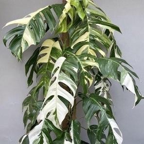 monstera ekor naga varigata epipremnum COD