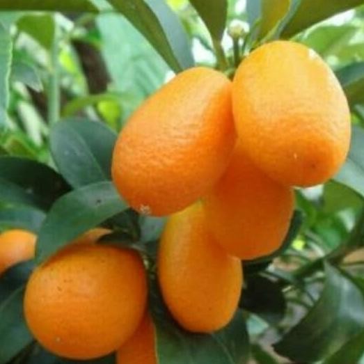 

BIBIT JERUK NAGAMI BERBUAH COD