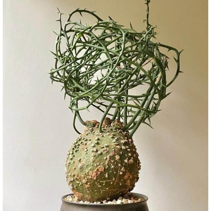 

Adenia Globosa Seeds COD