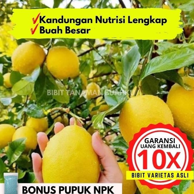 

Bibit Tanaman Buah Jeruk Lemon California Unggul Cepat Berbuah COD