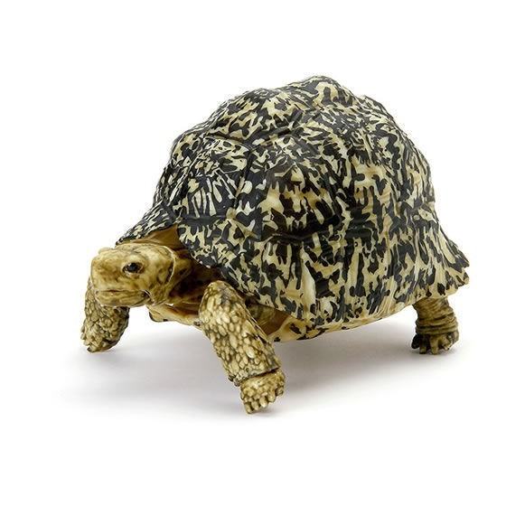 Gashapon Kame Turtle vol 5 set of 5