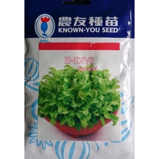 Spesial Selada Endive 50 Gram Pack Besar Benih Biji Endive Sprout Microgreen