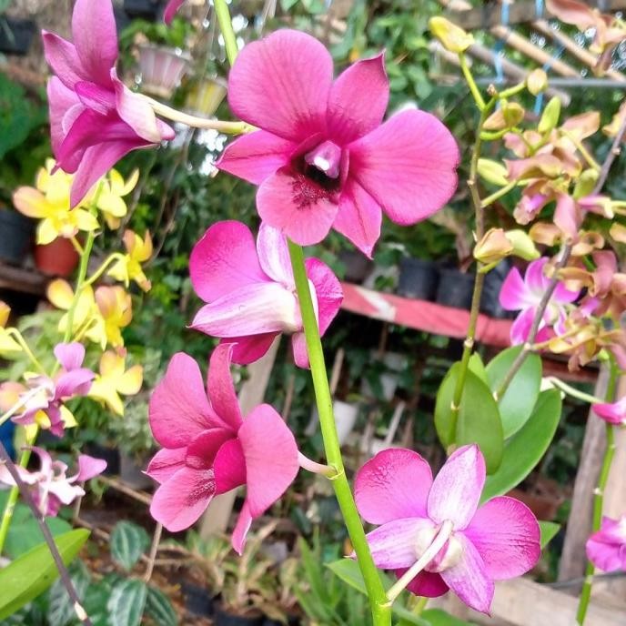 Miliki Anggrek Dendrobium/Bunga Hias Hidup/Tanaman Anggrek Dendrobium + Pot