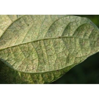 Akarisida Samite 135EC 250 ml