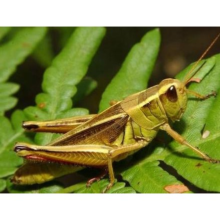 Insektisida Petroban 200EC 500ml Obat Pembasmi Hama Tanaman Kepik Kutu