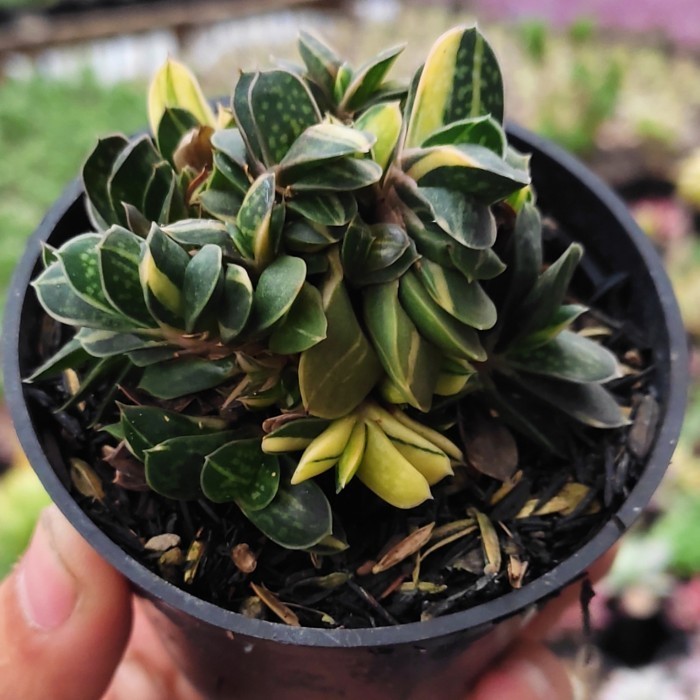 Sukulen | Gasteria Fuji Mini