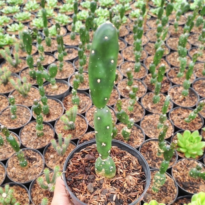 Kaktus Opuntia Canterae