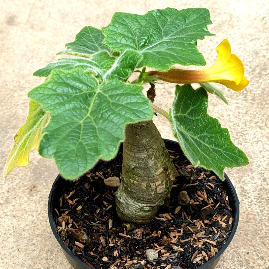 Uncarina Roeslina caudex tanaman hias