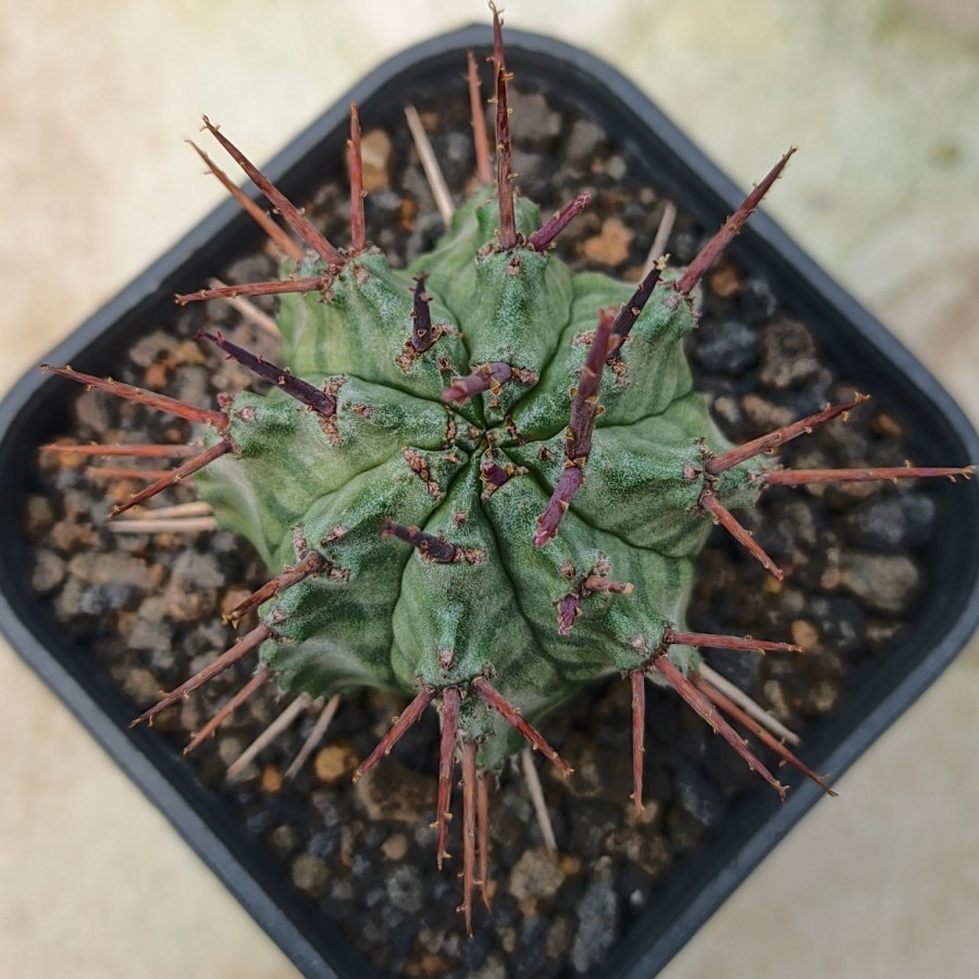 Euphorbia Horrida from Seedling Kaktus Sukulen Tanaman Hias