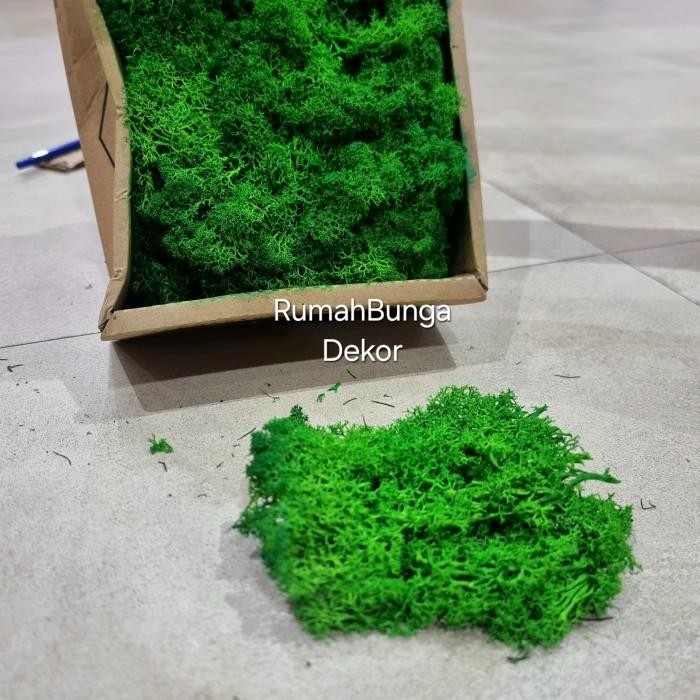 Reindeer Moss / Lumut Moss