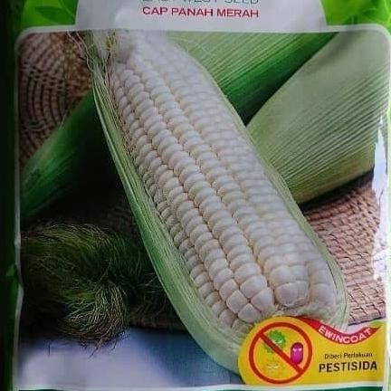 Benih bibit jagung putih pulut KUMALA jagung kumala panah merah