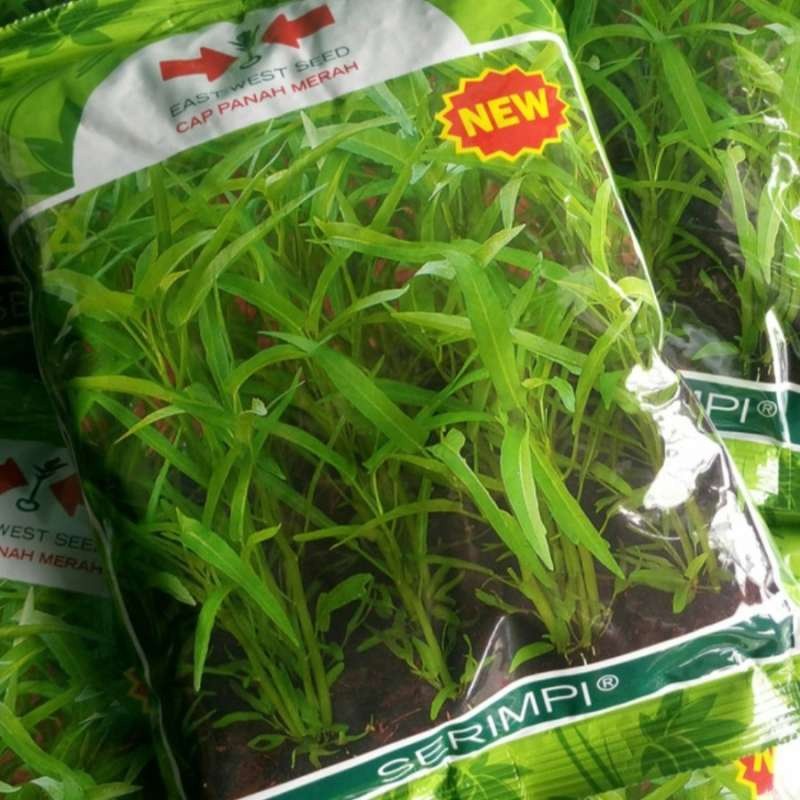 Benih Kangkung Serimpi 1Kg