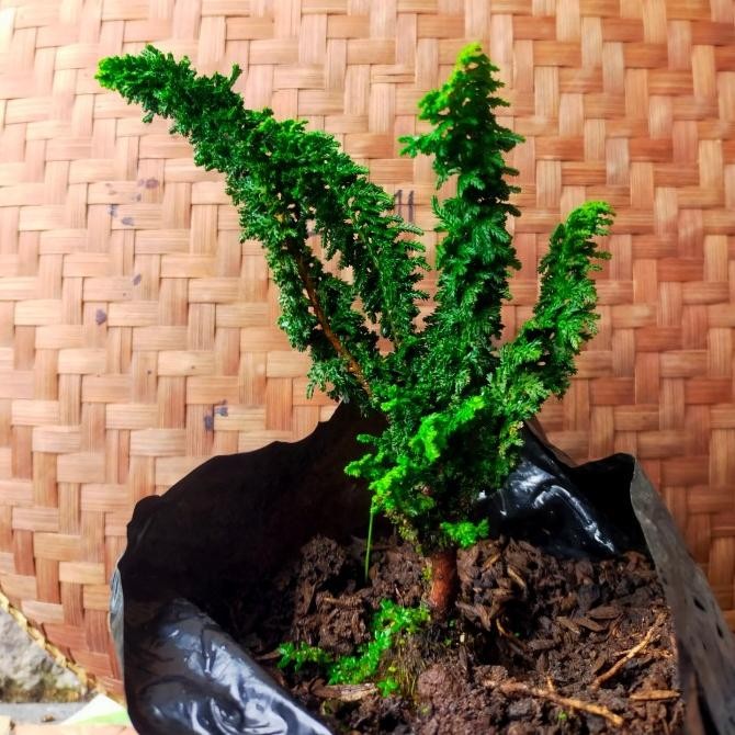 Bibit Pohon Cemara Sekka Hinoki/ Bahan Bonsai Sekka Hinoki