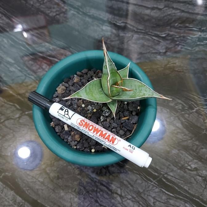 BESS SELLER SANSEVIERIA - SANSE PINGUICULA VARIGATA 5-1-2022