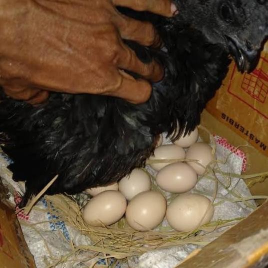 telur ayam cemani asli lidah hitam termurah